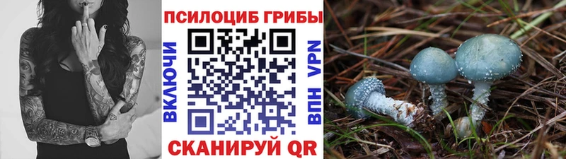 где можно купить   Касли  Галлюциногенные грибы прущие грибы 